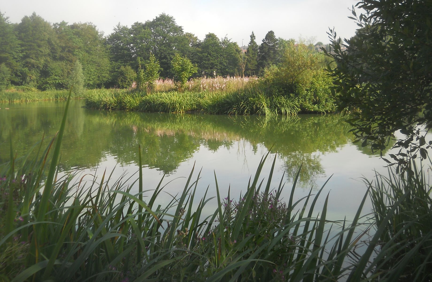 Bingham's Pond in Great Western Road