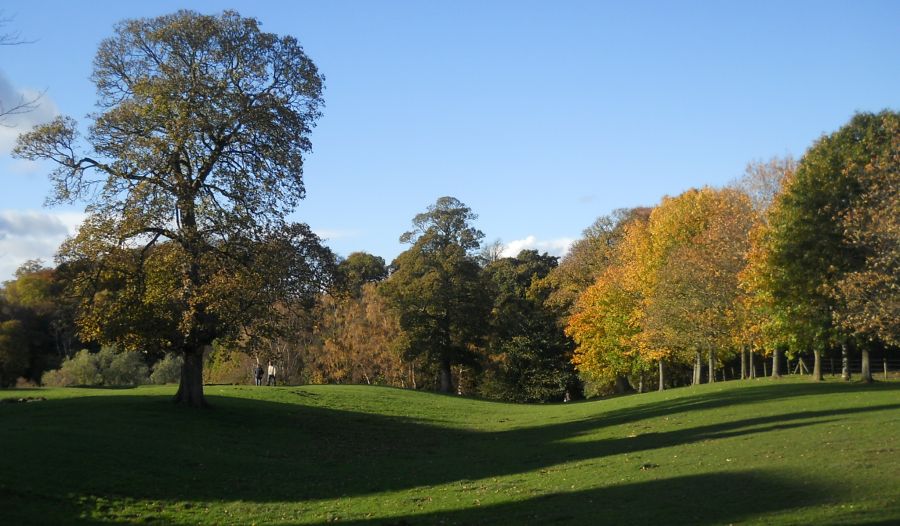 Bothwell Woods at Bothwell Castle