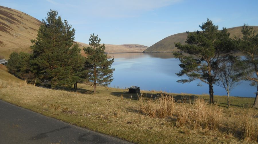 Scots Pines at Linghope on Megget Reservoir
