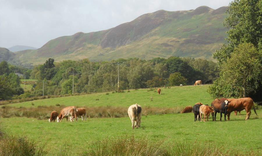 Conic Hill on the West Highland Way from Creity Hall Farm
