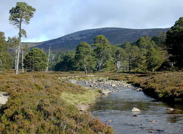 Glen Derry in the Cairngorm Mountains of Scotland