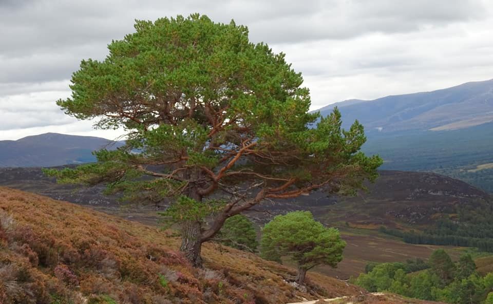 Scots Pine in the Cairngorm Mountains of Scotland