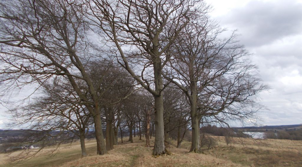 Avenue of trees along route of the Antonine Wall at Tollpark