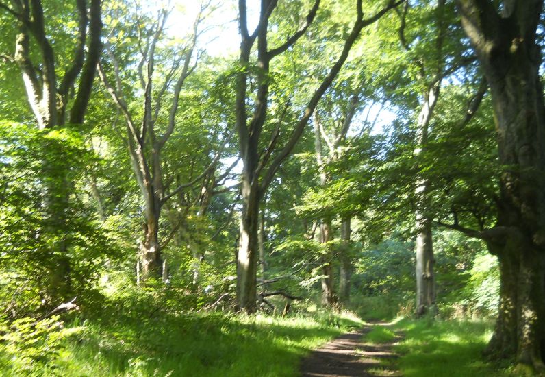 Woods in Cathkin Braes Country Park