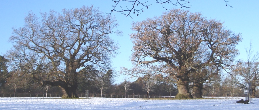 Two of the Ancient Cadzow Oak Trees in Chatelherault Country Park
