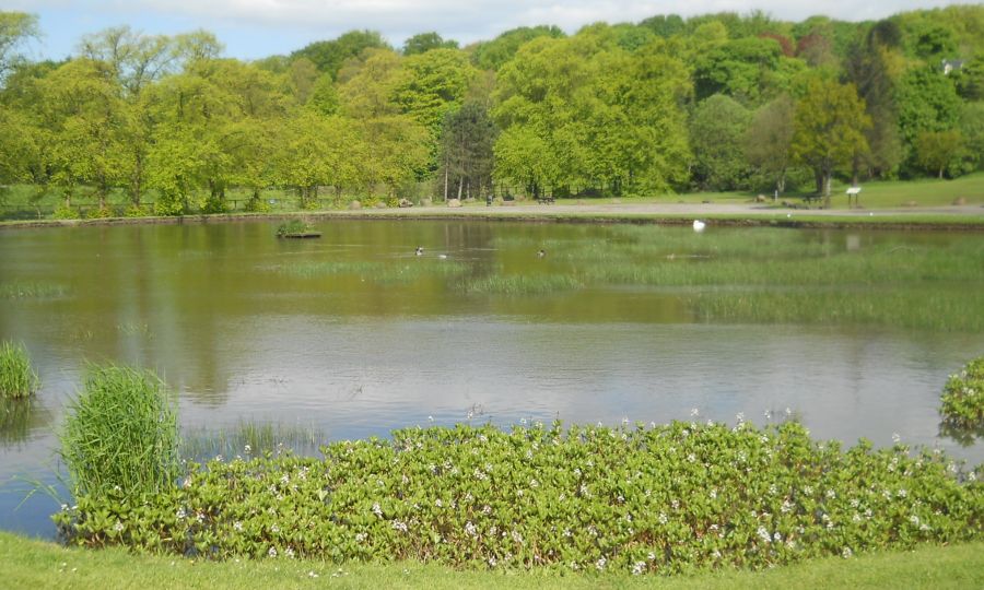 Curling Pond in Colzium Lennox Estate