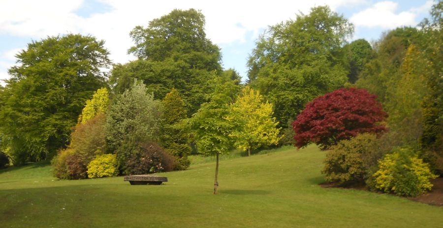 Trees and Lawn in Colzium Lennox Estate