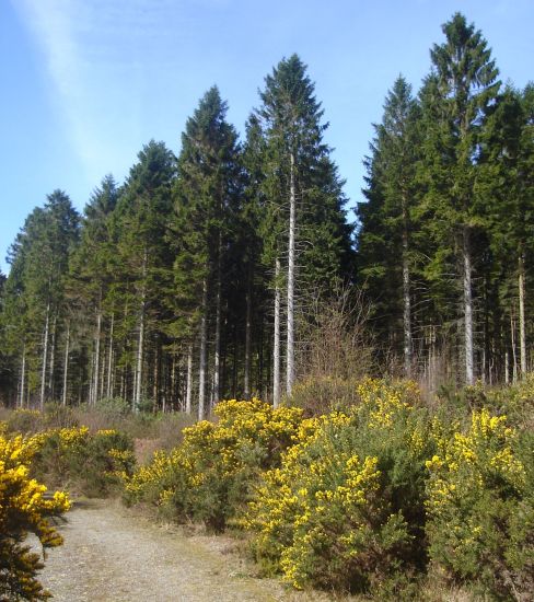 Pine Trees and Gorse Bushes at start of ascent of Conic Hill
