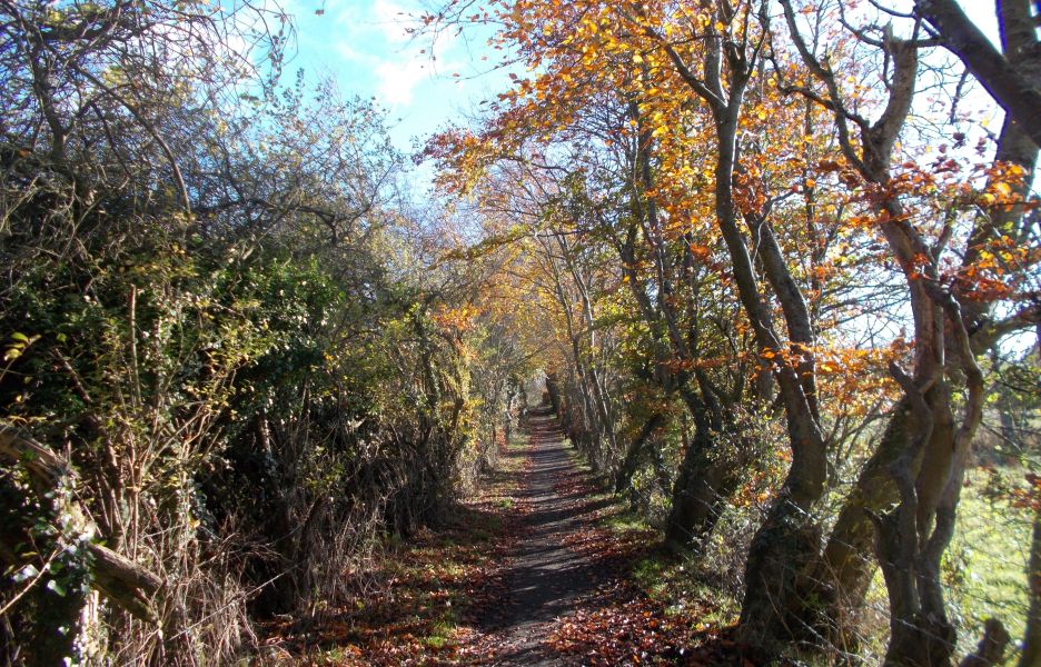 Path from Braidwood to Fiddler's Gill