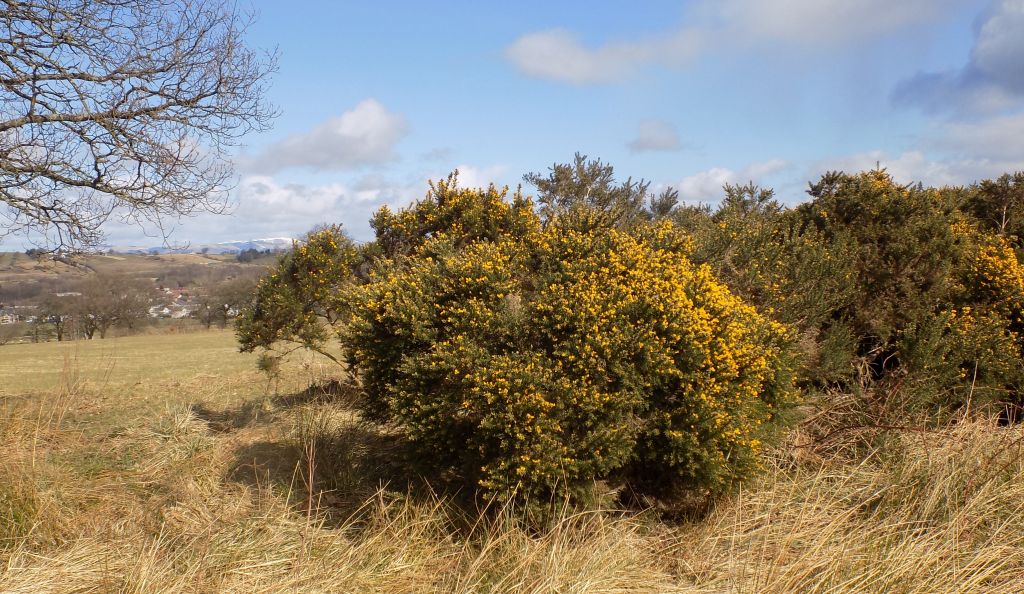 Gorse in bloom at Tollpark