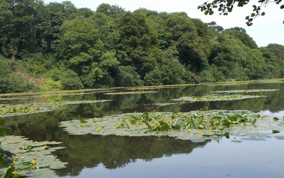 Swan Pond at Culzean Castle Country Park