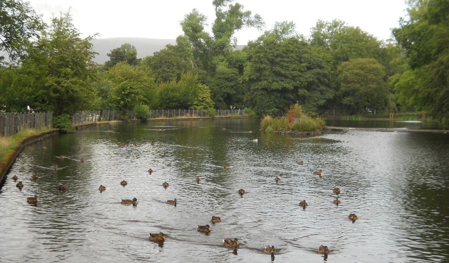 The Duck Pond in Dalmuir Park