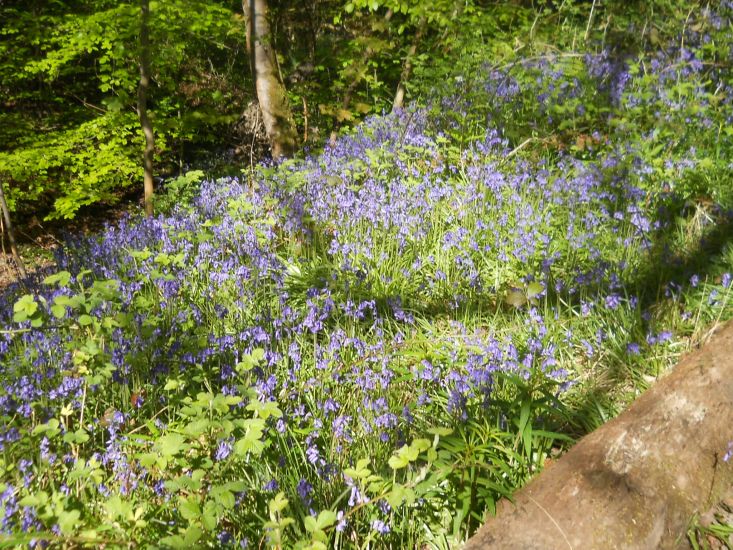 Bluebells in Dams to Darnley Country Park