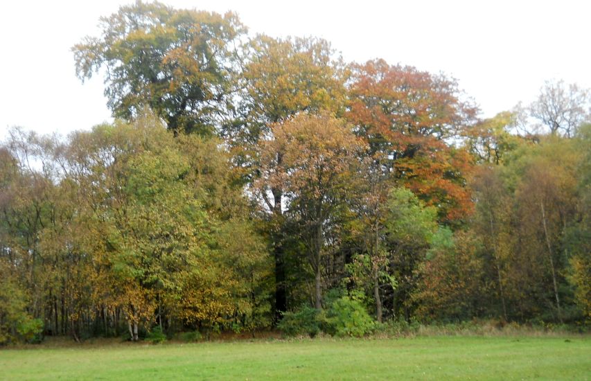 Trees in Dawsholm Park