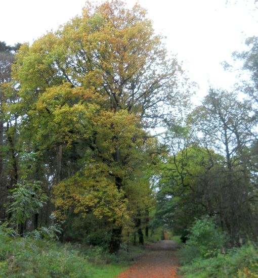 Pathway in Dawsholm Park