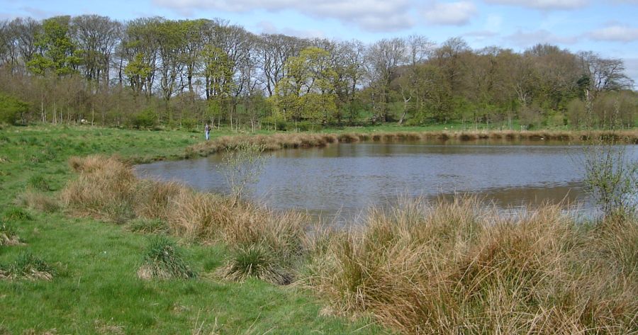 The Pond at Drumpellier Country Park