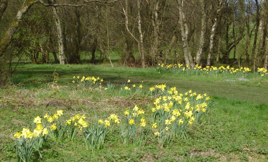 Daffodils at Drumpellier Country Park