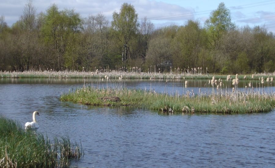 Bullrushes in Loch at Drumpellier Country Park