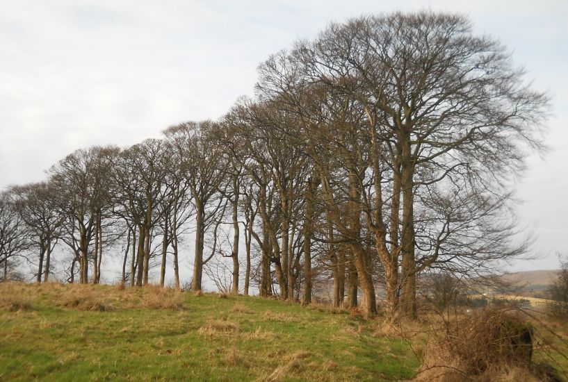 Trees on Castle Hill above Garscadden ( Bluebell ) Woods