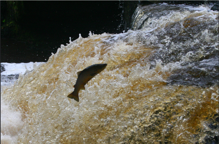 Salmon leaping the falls at The Pots of Gartness on the Endrick Water