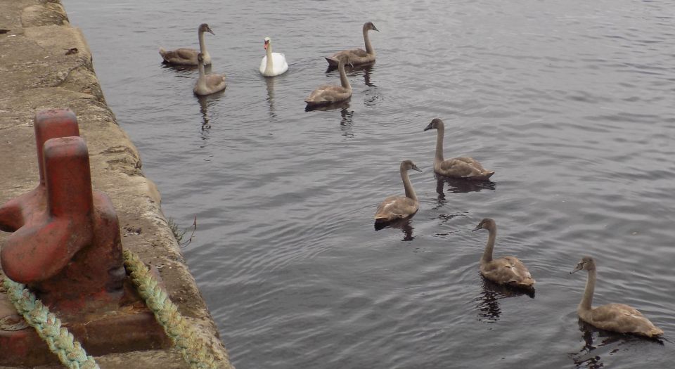 Swans in Harbour at Girvan