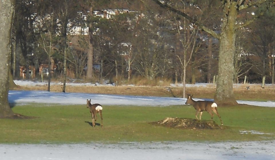 Roe deer at Glasgow Golf Club in Bearsden