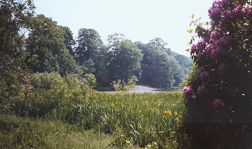 Iris in springtime at Kilmardinny Loch in Bearsden