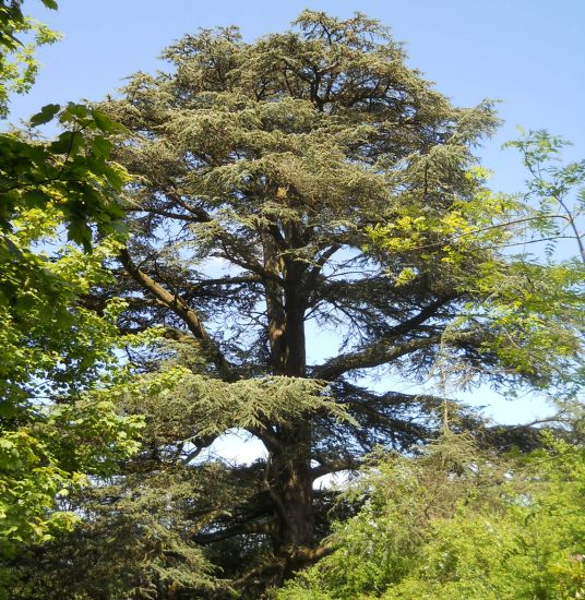 The 600 year old Craigends Yew Tree on the banks of the Gryffe
