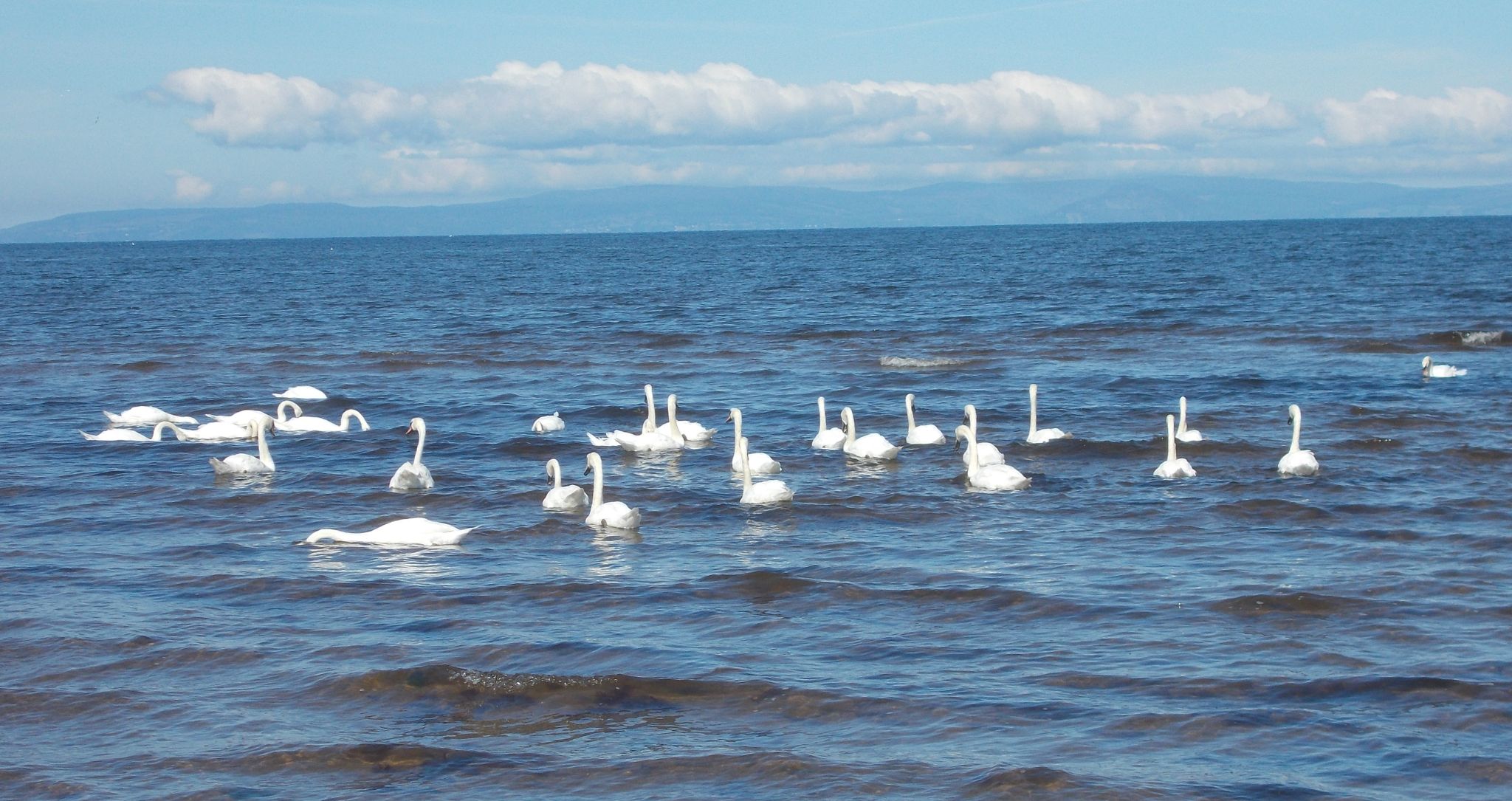 Swans at the seafront at Ayr