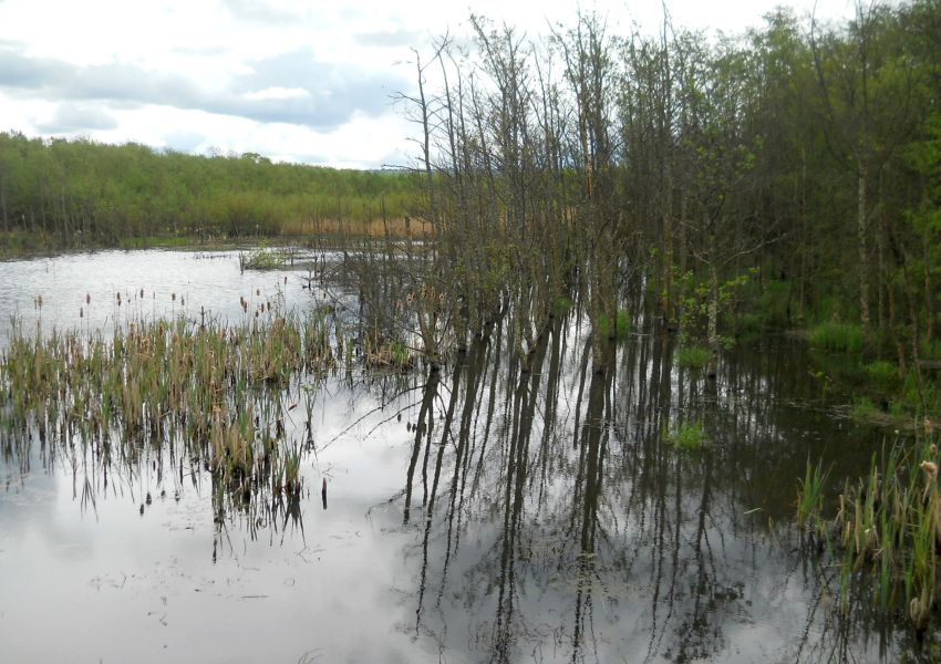 Wildlife Pond in Abbotshaugh Woodlands adjacent to the River Carron