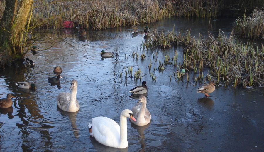 Swans and ducks at Kilmardinny Loch in Bearsden