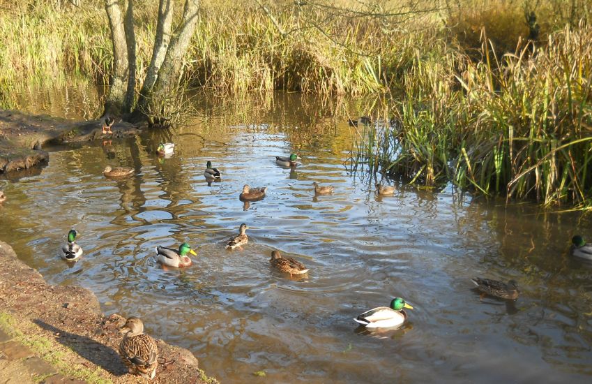 Water birds at Kilmardinny Loch in Bearsden