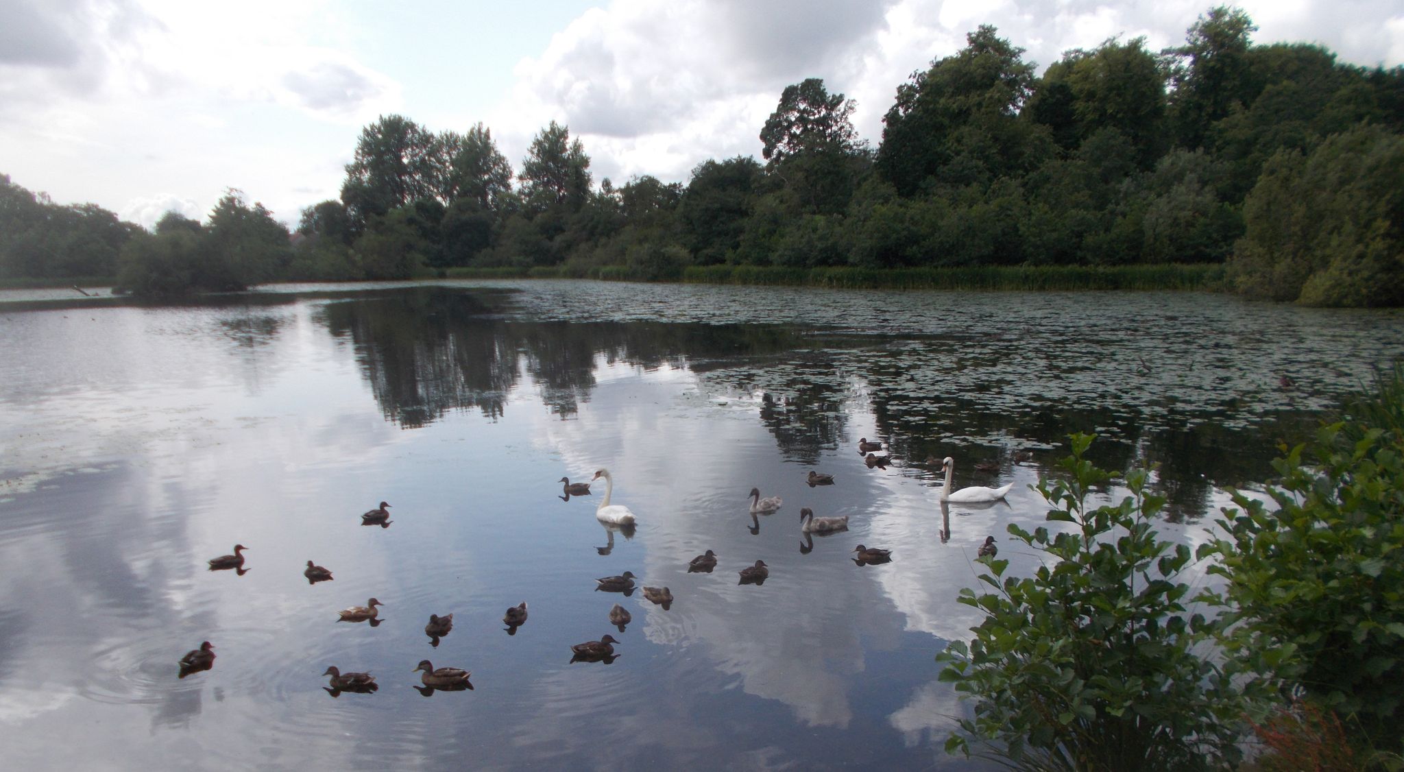 Water Birds at Kilmardinny Loch in Bearsden