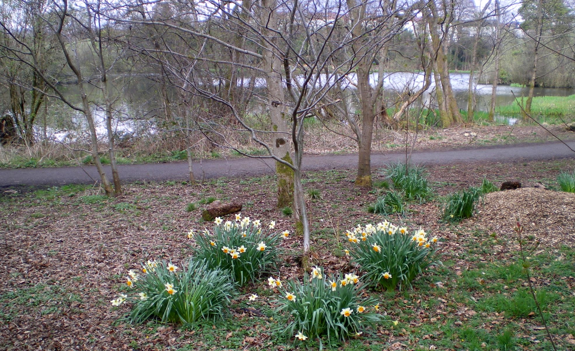 Daffodils in springtime at Kilmardinny Loch