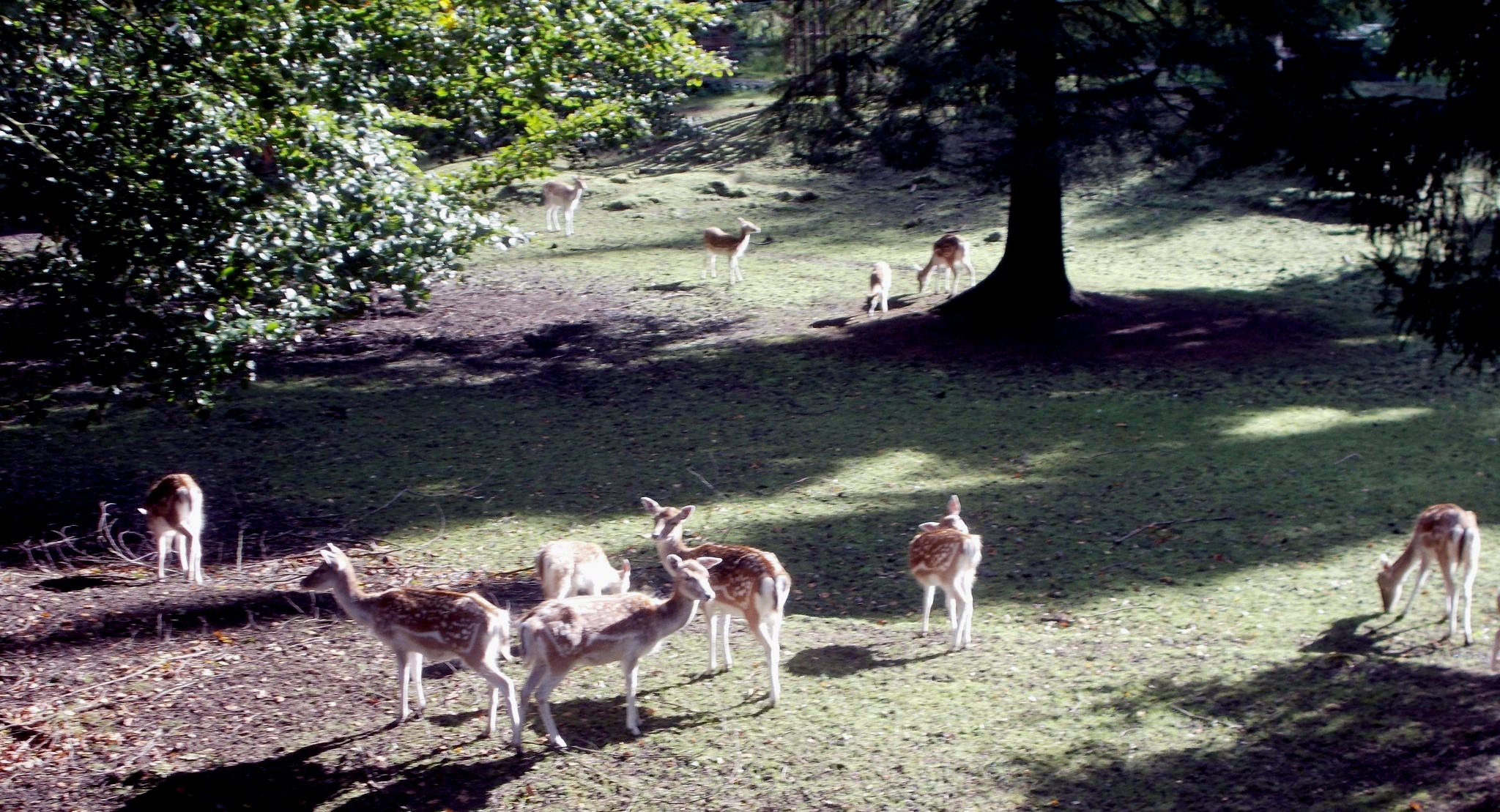 Deer in Dean Castle Country Park