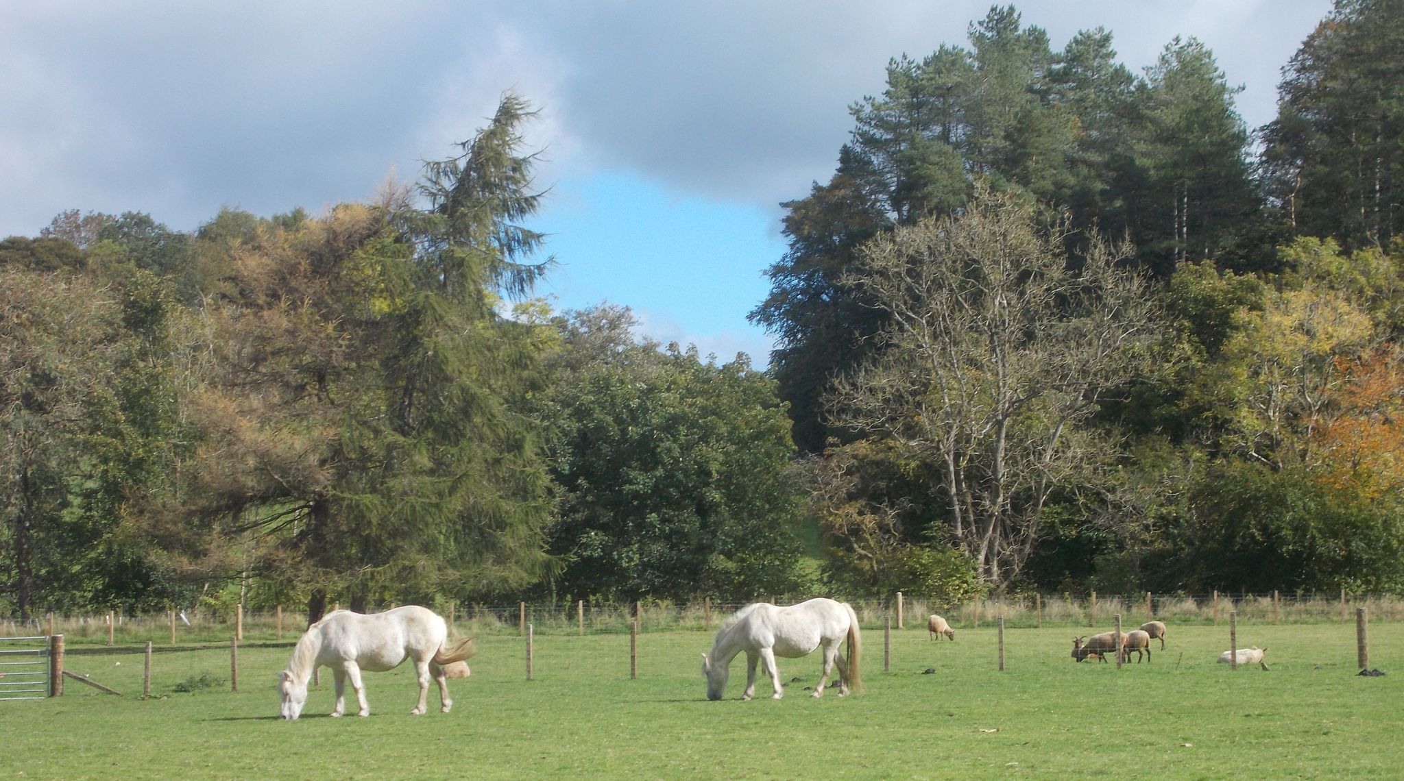 Ponies in Dean Castle Country Park