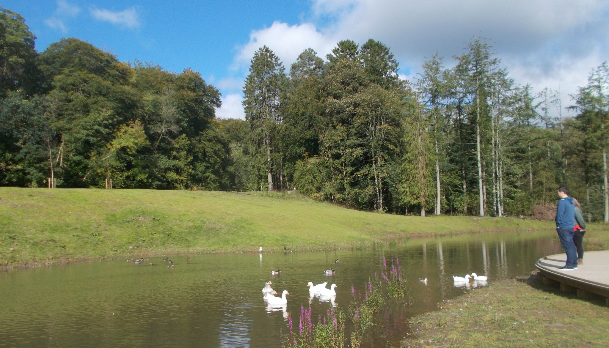 Duck Pond in Dean Castle Country Park