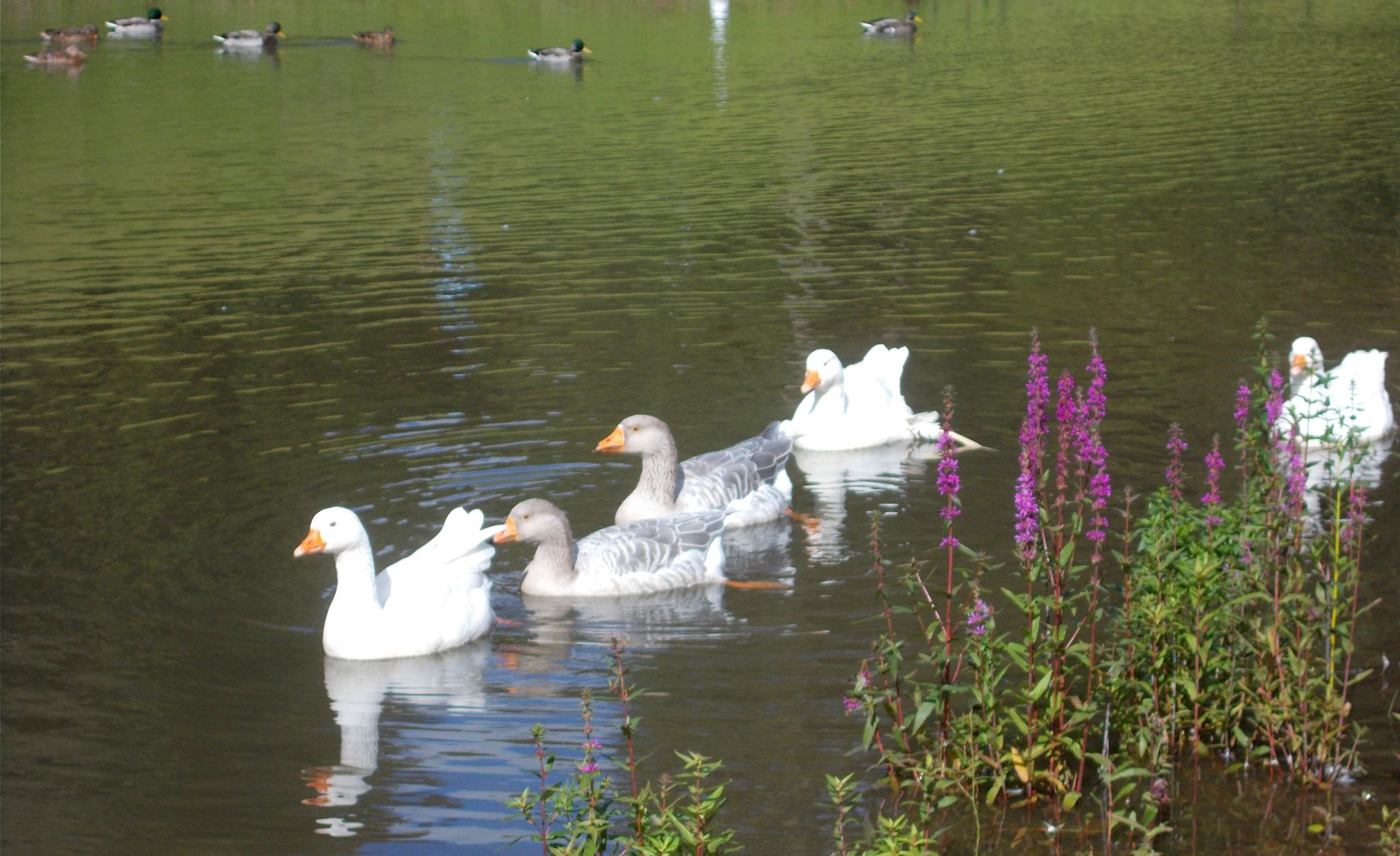 Geese in Duck Pond at Dean Castle Country Park