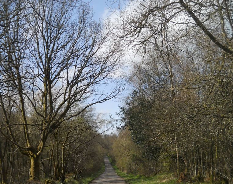 Road from Riggethill through Burnside Woodlands