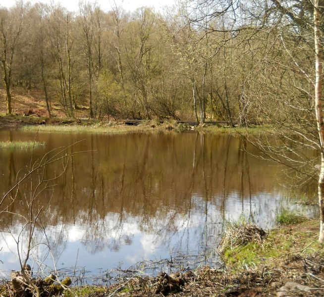 Duck Pond in Burnside Woodlands above Kippen