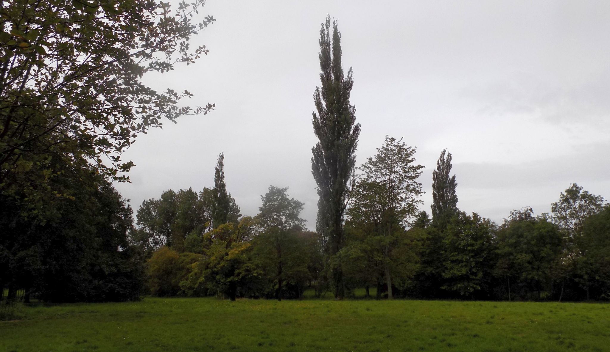 Trees and meadow in Knightswood Park