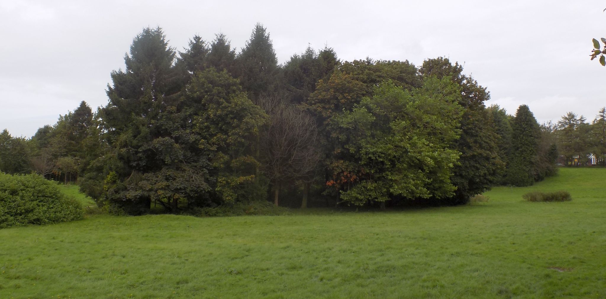 Trees and meadow in Knightswood Park