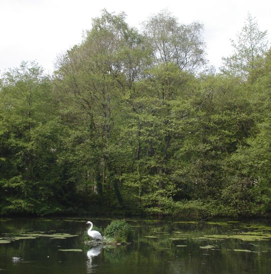 Swan in pond at Milngavie Library