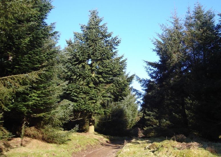 Path through Pine Woods to Lang Craigs