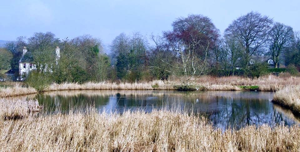 Pond in Neilston