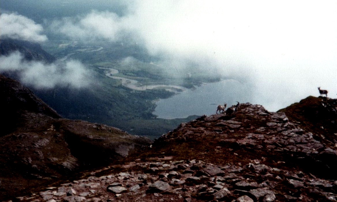 Goats on Slioch above Loch Maree in the NW Highlands of Scotland
