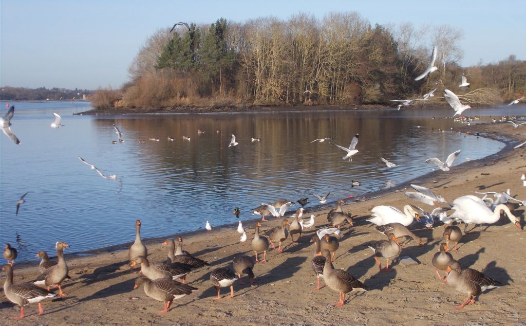 Birds at Strathclyde Country Park Loch