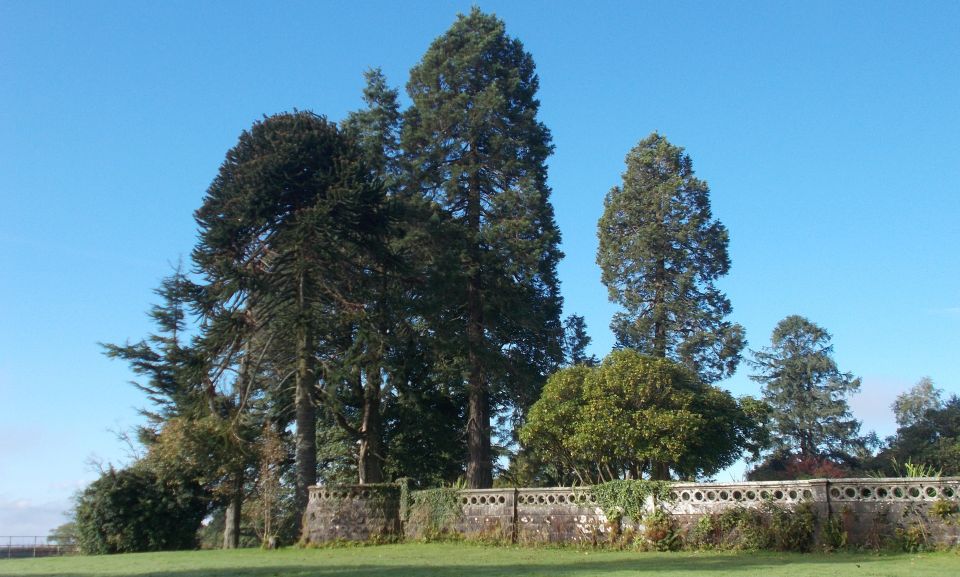 Conifers in Overtoun estate
