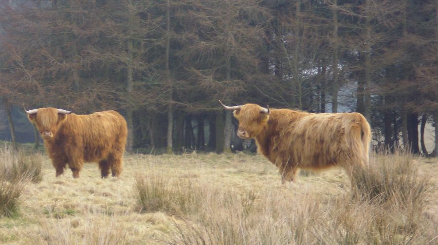 Highland Cattle in Gleniffer Braes Country Park