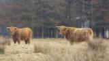 highland_cattle.jpg
